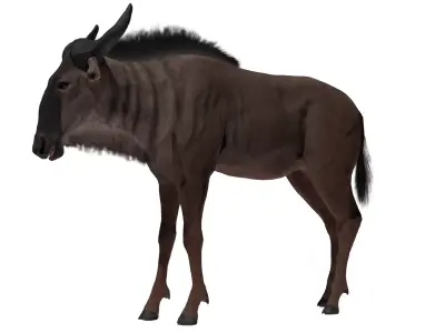 Wildebeest Low-poly 3D model