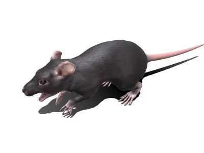 Rat Low-poly PBR Low-poly 3D model