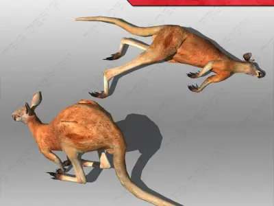 Kangaroo 3D model