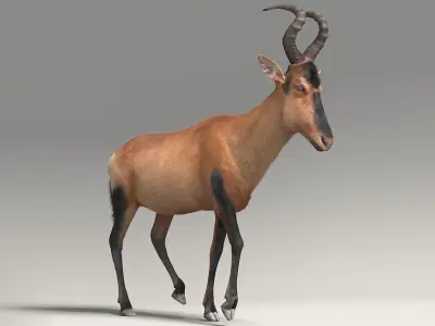 RED HARTEBEEST 3D model
