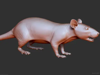 Rat - Highpoly Sculpture 3D model