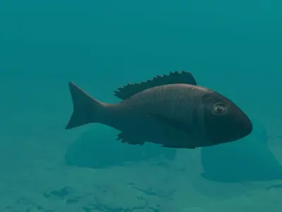 Orange finned emperor Low-poly 3D model