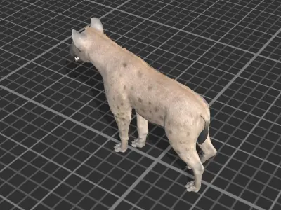 Hyena  Low-poly 3D model