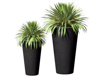 Decorative Yucca plant in modern pot Entrance Front Patio Porch  3D model