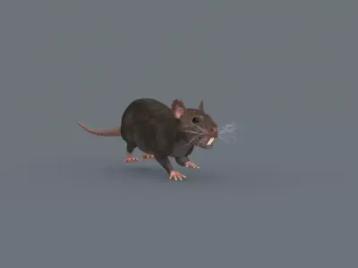 Top Rat - 8k - 3d animated mouse 3D model