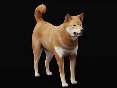 Shikoku Inu Dog Breed 3D model