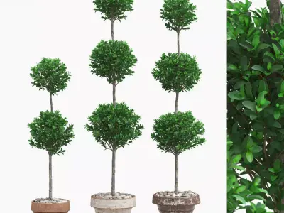 Potted Topiary Buxus 07 3D model