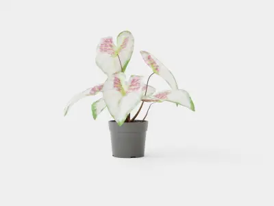 Caladium Low-poly 3D model