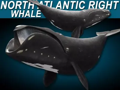 North Atlantic Right Whale 3D model