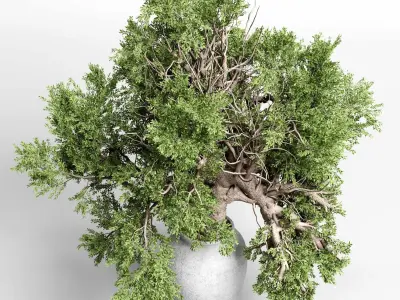 indoor plant 432 plant tree vase dirty concrete 3D model