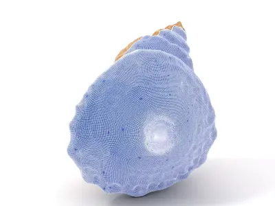 Textured Ocean Shell model pack Texture