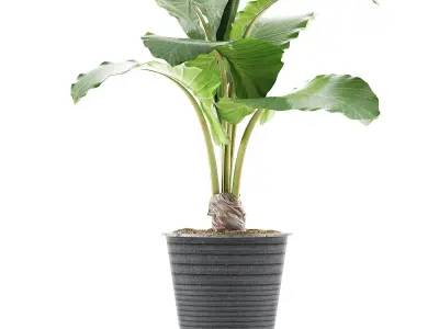 Plants Collection 52 3D model