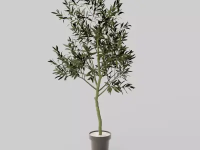 Faux Potted Olive Tree Large 3D model