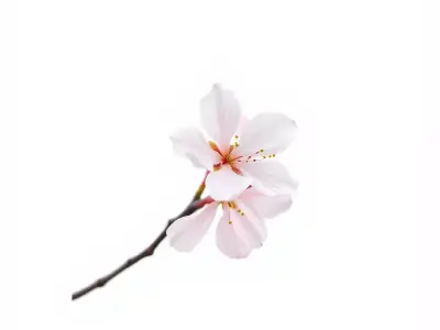 Cherry Blossom Branch model pack Low-poly 3D model