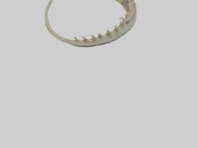 Lizard Spine 2 Low-poly 3D model