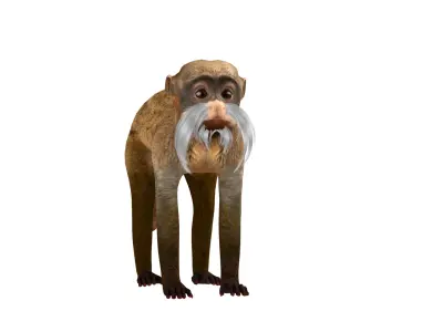 Emperor Tamarin Monkey Low-poly 3D model