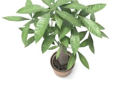 Plant Money Tree - Pachira Aquatica stump style 3D model