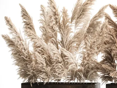 Bouquet Of Dry Reeds and pampas grass  In A Rusty Pots 3D model
