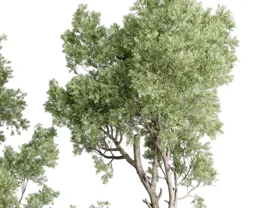 Trees in an old concrete vase outdoor plant set 148 Low-poly 3D model