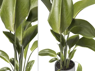 indoor plant 028 3D model