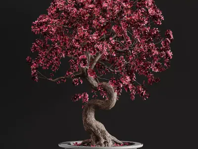 Bonsai plant 3D model