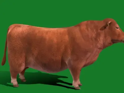 Santa Gertrudis American Cattle Low-poly 3D model