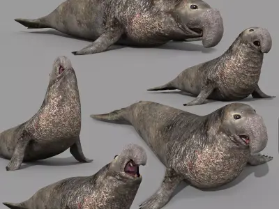 Sea Elephant Seal - 8K 3d animated 3D model