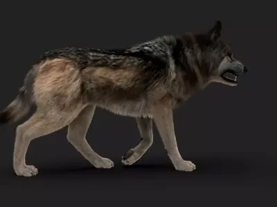 Wolf FUR Animated 3D model
