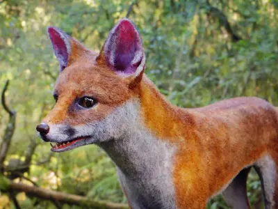 Fox Animal Low-poly 3D model buy