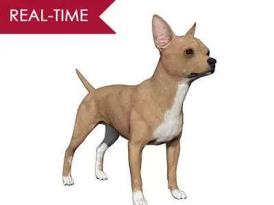 Chihuahua Real-Time Low-poly 3D model