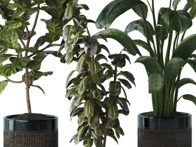 Indoor plant Set 07 - Ficus Strelitzia lyrata 3D model