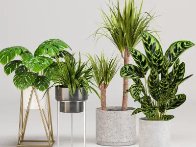 Indoor plants set 04 - collection 02 3D model