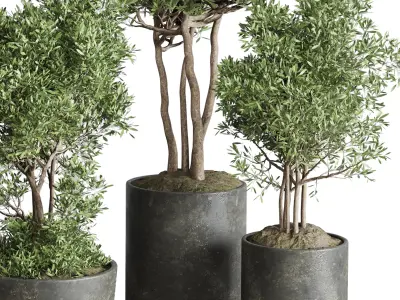 Indoor plant set 354 plant tree vase dirty concrete Low-poly 3D model