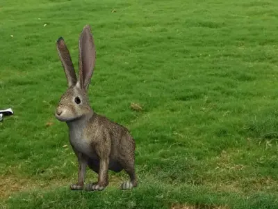 Rabbit Highpoly in grassy field 3D model