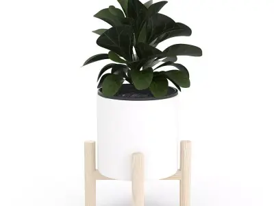 Ficus Lyrata in Ceramic Pot 3D model