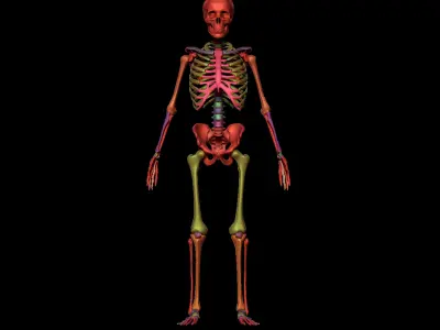 Anatomy Skeleton 3D Model Low-poly 3D model