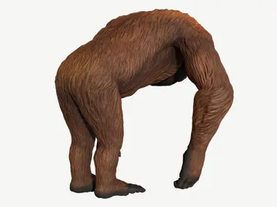 Bornean Orangutan Male Low-poly 3D model