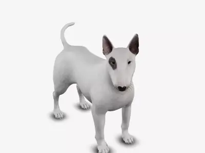 dog bull terrier Low-poly 3D model