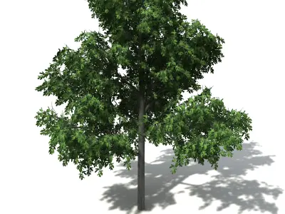 XfrogPlants Illawarra Flame Tree 3D model