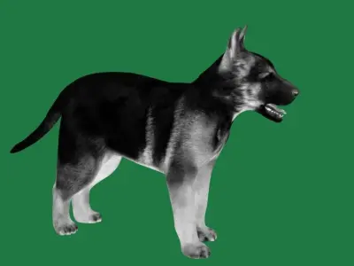 German Shepherd Puppy Dog Low-poly 3D model