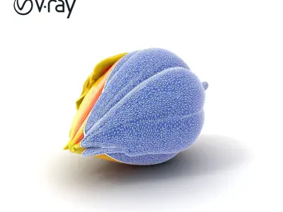 Fringed Tulip Flower Realistic model pack Low-poly 3D model