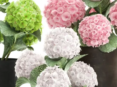 Hydrangea in a rusty Flowerpot for the interior 987 3D model
