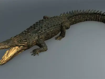Salt Water Crocodile - Owen moloney 3D model