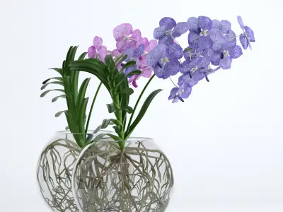 Double Vanda 3D model