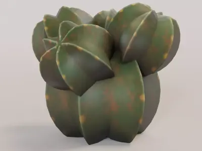 Castus model for unity engine Low-poly 3D model