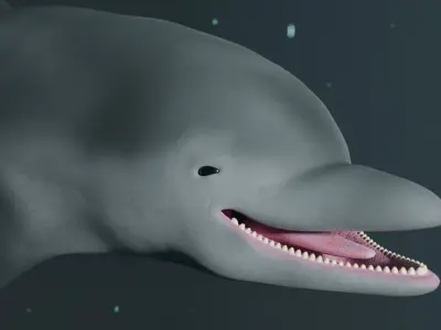 Dolphin Low-poly 3D model