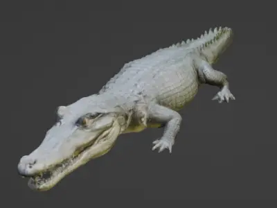 Crocodile 3D Model 3D model buy