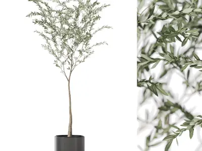 Plants collection vol 49