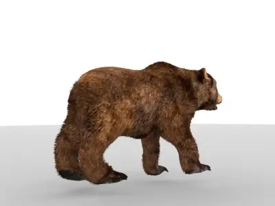 Middle-poly model Bear 3D model
