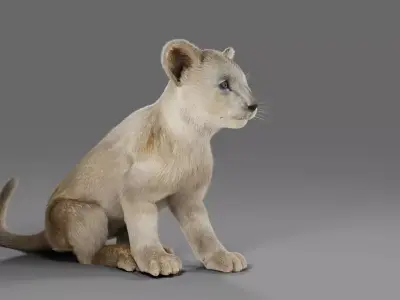 Fur White Lion Cub Rigged in Blender Low-poly 3D model